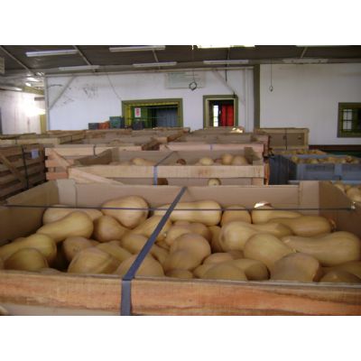 Butternut Squash